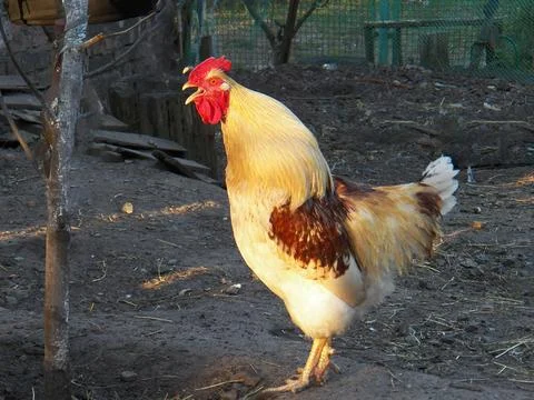 Rooster crowed Stock Photos