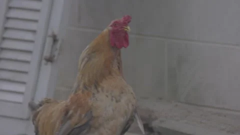 Rooster Crowing, 4k, 23.98FPS Stock-Footage 276424672
