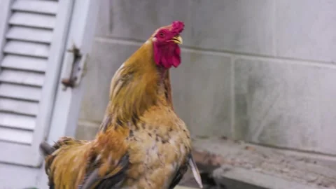 Rooster Crowing, 4k, 23.98FPS Graded Stock-Footage 276479573