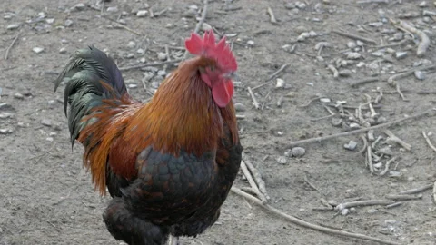 Rooster crowing and looking around Stock Footage 196975376