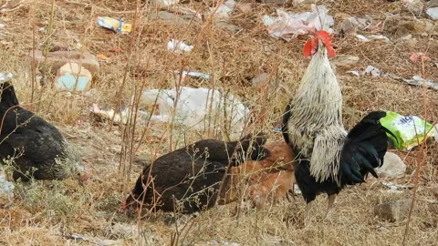 Rooster Crowing And Mating In The Dirty Backyard Stock Footage 295690081