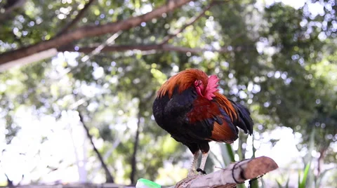 The rooster is crowing and standing Stock Footage 47964609