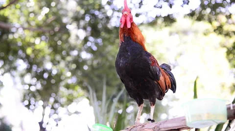 The rooster is crowing and standing Stock Footage 47964611