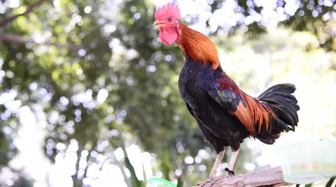 The rooster is crowing and standing Stock Footage 47964889