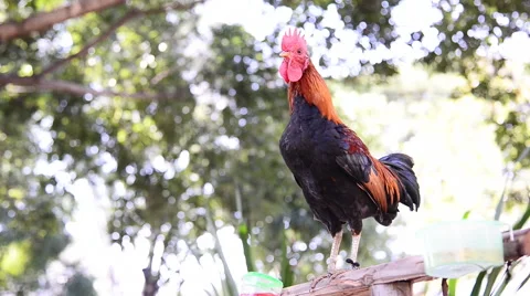 The rooster is crowing and standing Stock Footage 47964942