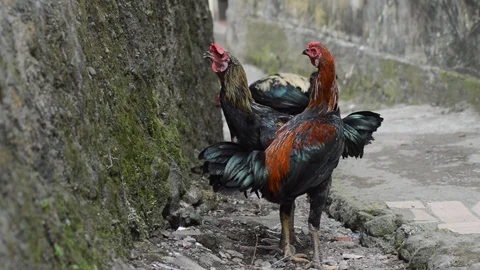 Rooster crowing in the backyard Stock Footage 94600836