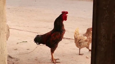 Rooster Crowing Beside Hen in Rustic Chicken Coop. Rural Morning Scene Stock Footage 312505994