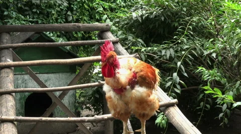 Rooster crowing in captivity Stock Footage 40323016