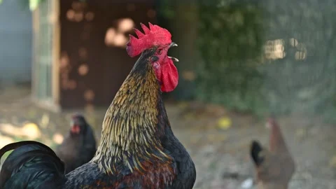 Rooster crowing cock-a-doodle-doo in the morning, 4K Stock Footage 292982923