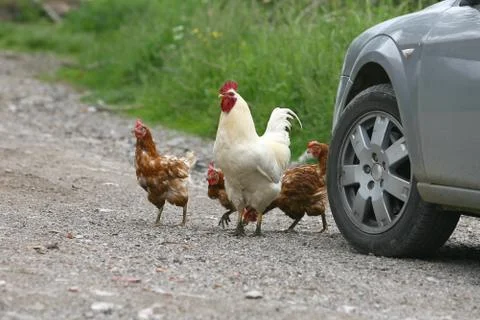 Rooster crowing crows rooster chicken in the village Stock Photos