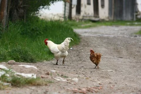 Rooster crowing crows rooster chicken in the village Stock Photos
