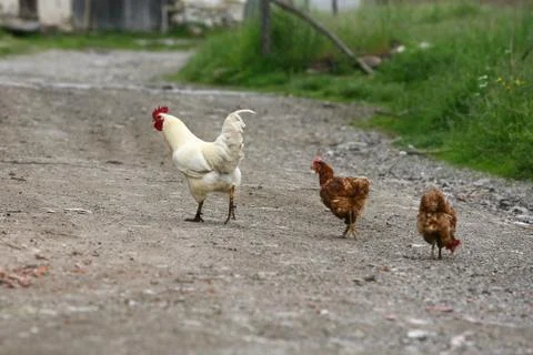 Rooster crowing crows rooster chicken in the village Stock Photos