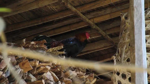 Rooster Crowing Farm Stock Footage 26017545
