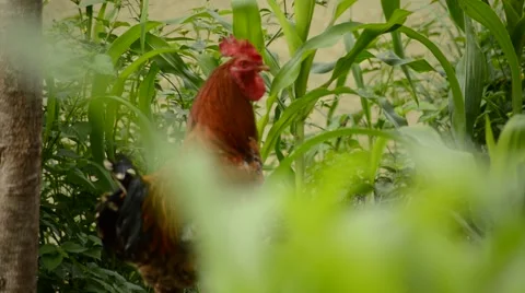 A rooster crowing in the farm Stock Footage 63506431