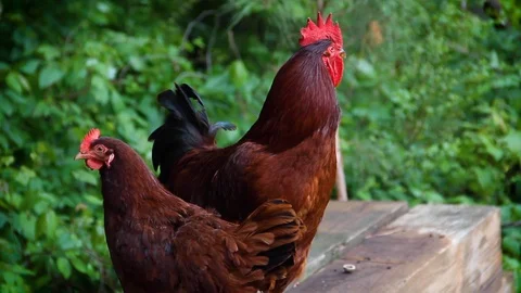 Rooster Crowing on Farm (with sound) Stock Footage 100980888