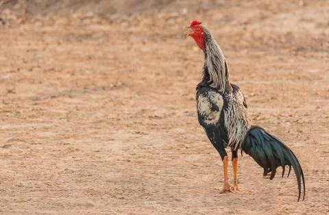 Rooster crowing in the Field Stock Photos