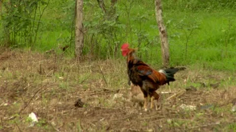 Rooster Crowing Stock Footage 22159558