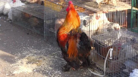 Rooster crowing Stock Footage 52850456