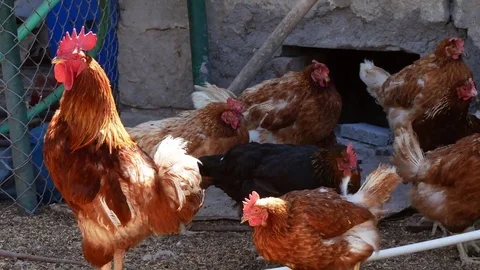 Rooster Crowing Video stock 84002654