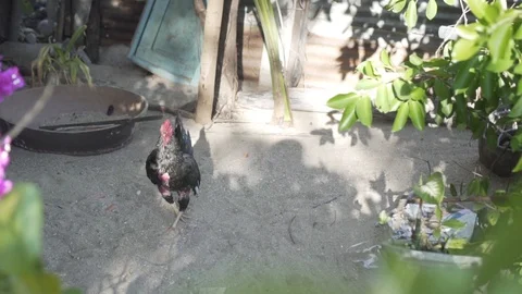 Rooster Crowing Stockbeeldmateriaal 99104952