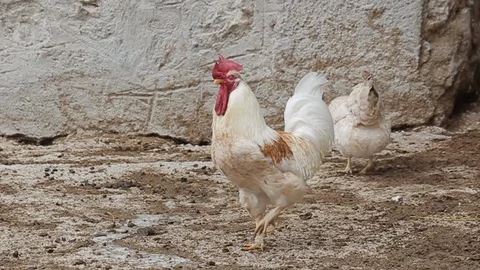 Rooster crowing Stock Footage 126794249