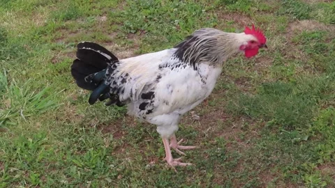 A rooster crowing Stock Footage 141802283