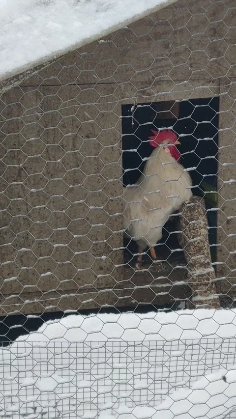 Rooster crowing Video stock 157245022