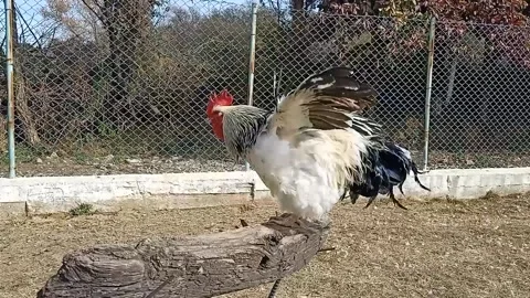 Rooster crowing. Stock Footage 232831803