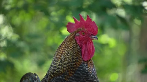 A rooster  crowing. Stock Footage 262842075
