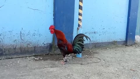 The rooster is crowing Stock Footage 327529402