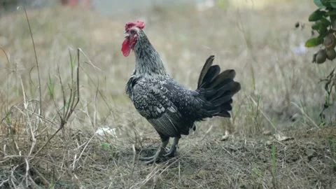 Rooster crowing on grass field, natural chicken farm Stock Footage 142244547