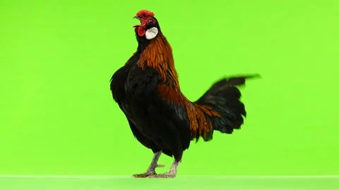 Rooster crowing on green screen. Video stock 100143213