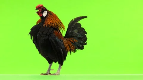 Rooster crowing on green screen. Stock Footage 100144240