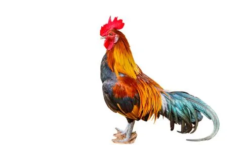 Rooster crowing isolated on white background with clipping path Stock Photos