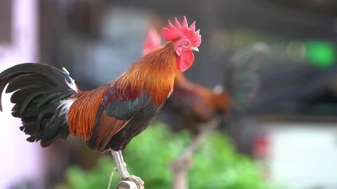 Rooster crowing in the morning, 4K Stock Footage 129611129