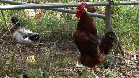 Rooster crowing in the morning Stock Footage 8760959