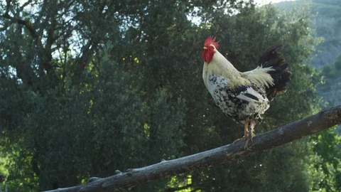 Rooster crowing in the morning Stock Footage