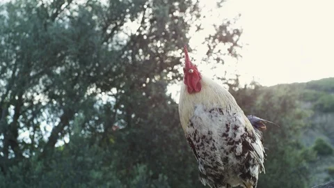 Rooster crowing in the morning Vidéo 111575530