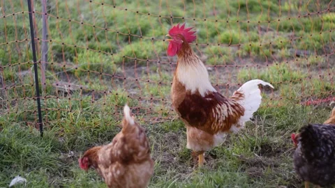 Rooster crowing, nice sound and close up of rooster singing. 4K Stock Footage 144077927