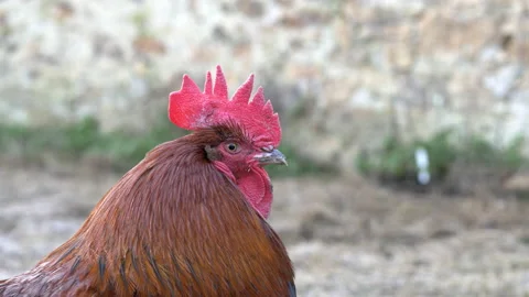 Rooster crowing outside Stock Footage 196975129