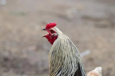 Rooster Crowing Stock Photos