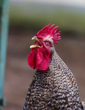 Rooster crowing Stock Photos