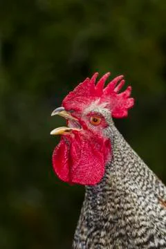 Rooster crowing Stock Photos