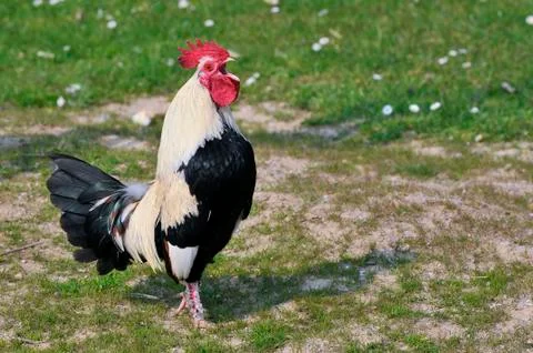 Rooster crowing Stock Photos