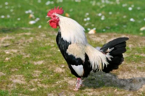Rooster crowing Stock Photos