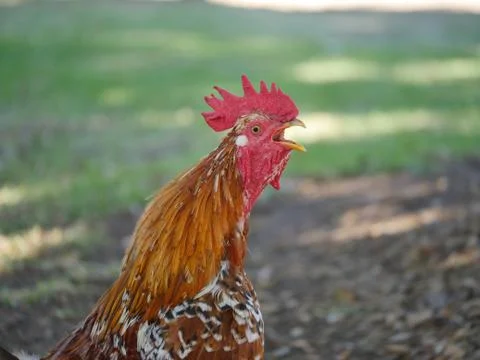Rooster Crowing Foto stock
