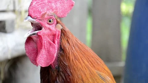 Rooster crowing on the rural farm yard Stock Footage 64115953