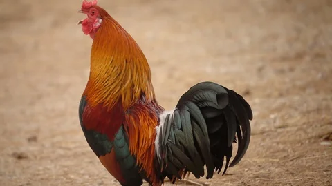 Rooster crowing in slow motion Stock Footage 128348267