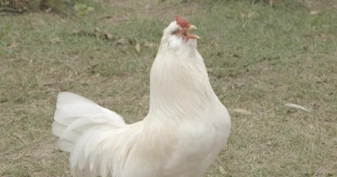 Rooster Crowing with Sound Medium Close Up (Cock-a-doodle-doo) Stock Footage 98515646