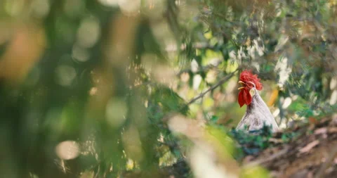 Rooster crows among the vegetation, cock hidden, 4k video Stock Footage 239760052